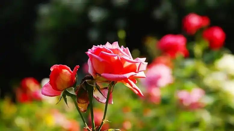 一个人最难的是：听得进劝