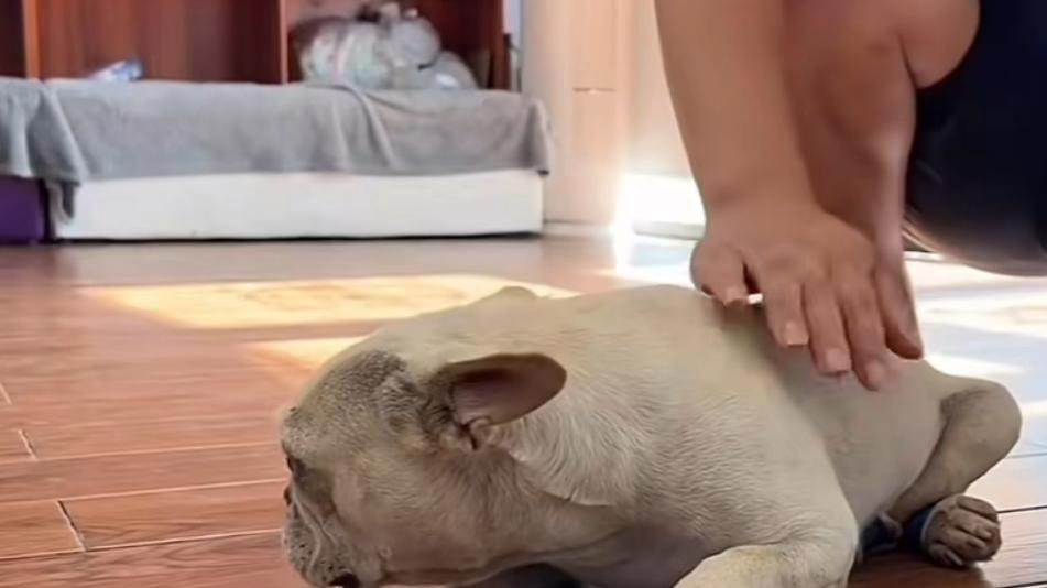 狗狗因残疾被装进麻袋，像垃圾一样随意扔掉，悲惨命运因它而改变