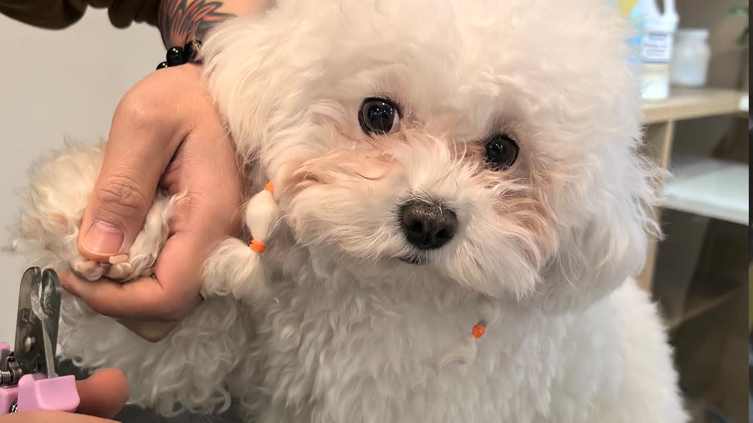 象乡宠物光合店 | 试营业第三天：第一批“回头客”已经出现了！