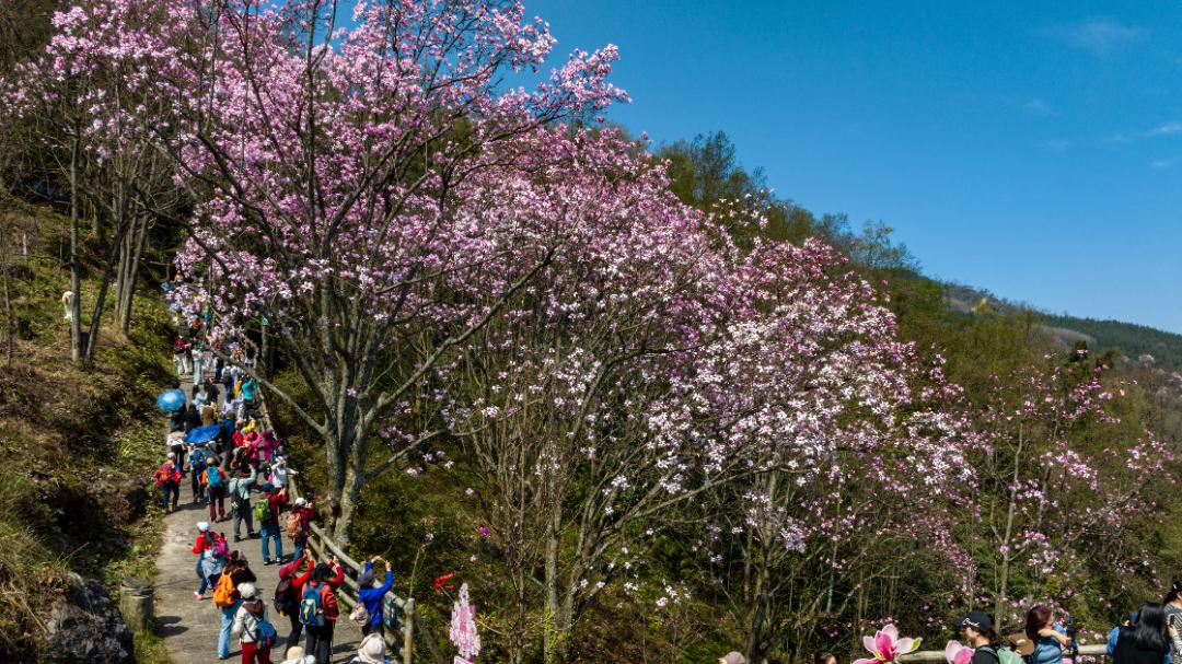 春假福利拉满！九皇山对全国中小学生、教师免门票，花溪景辛夷花赏景正当时