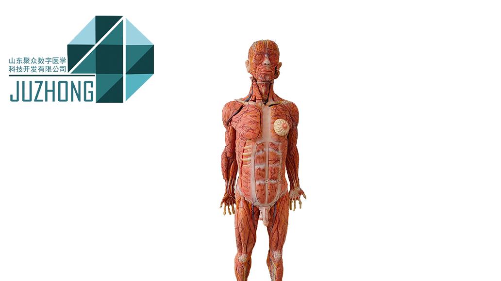 告别书本抽象图🫀这款人体解剖模型直接封神