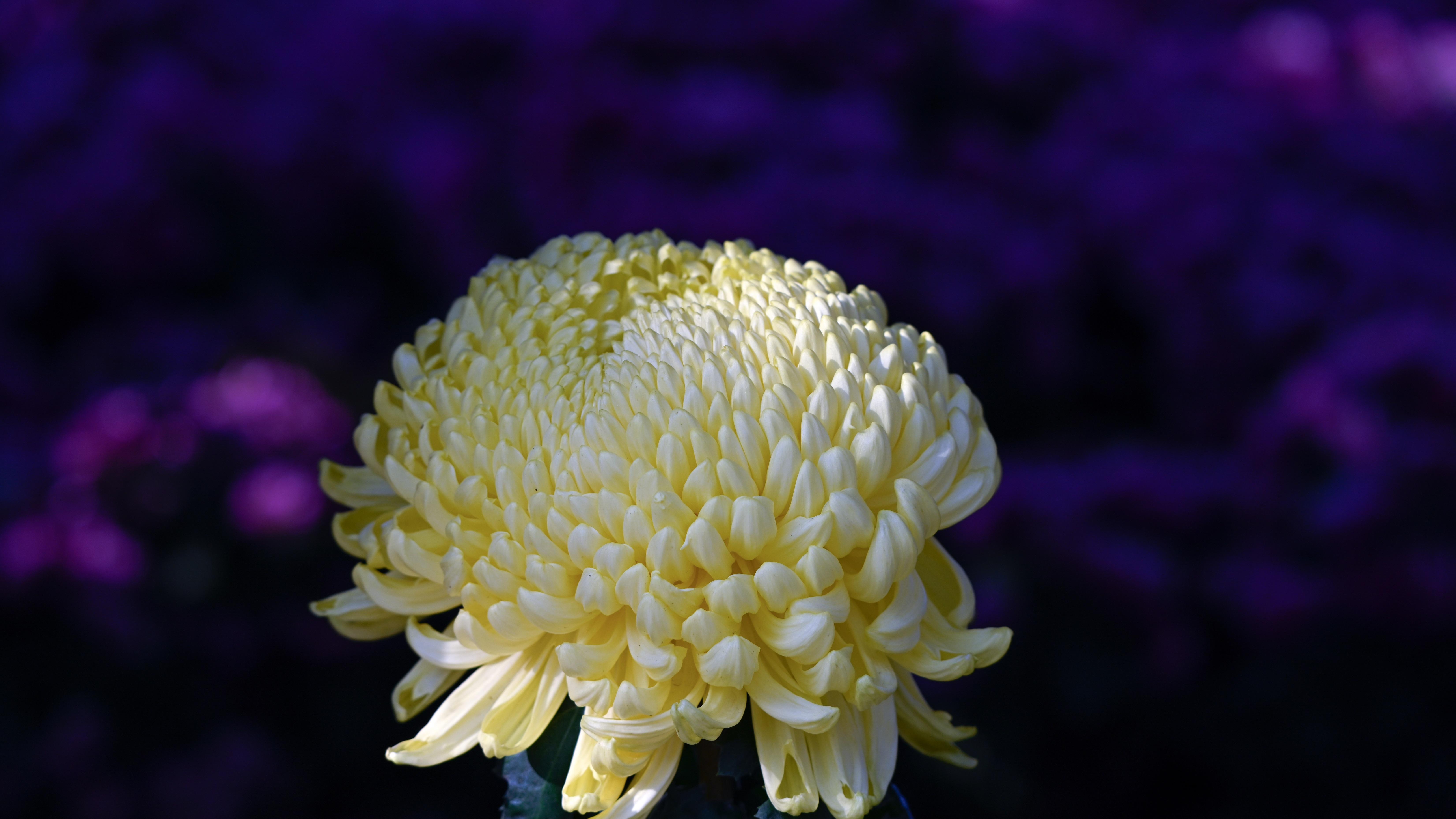 脑机接口进医保：6583元买的不只是技术