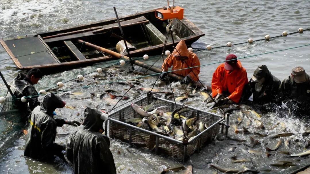 “电毒网炸”逮不住，只捉钓鱼佬充数？上亿钓友被封竿，河里死鱼谁之过