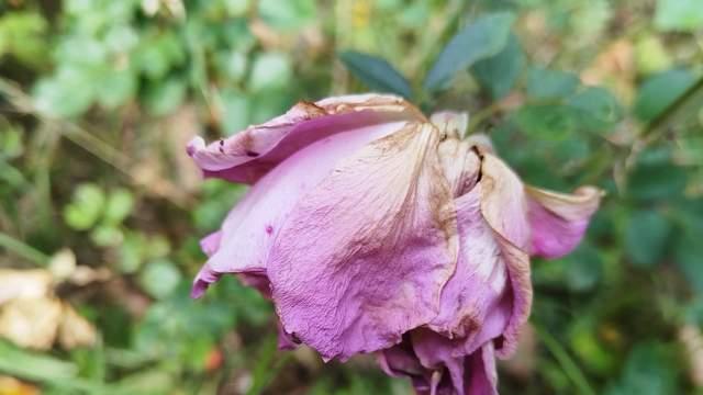 当孩子不想上学时，我采用倾听不评判的回应方式，主动愉快返校了