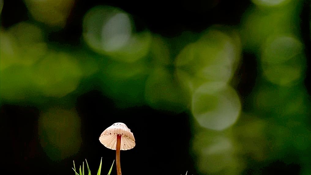 真正聪明的人，懂低调，知装傻