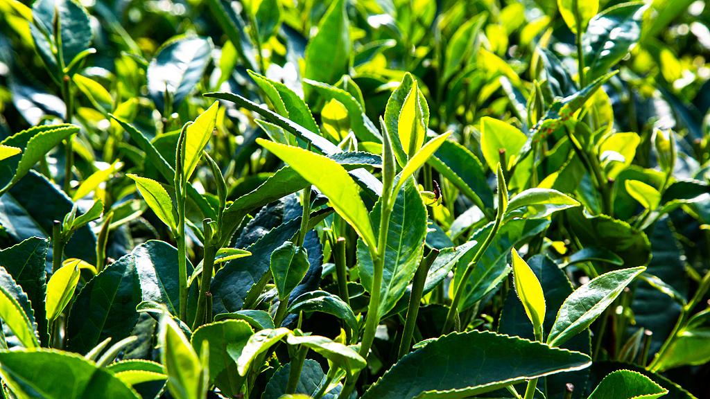 为什么有人在躺平，而有人在悄悄进化？