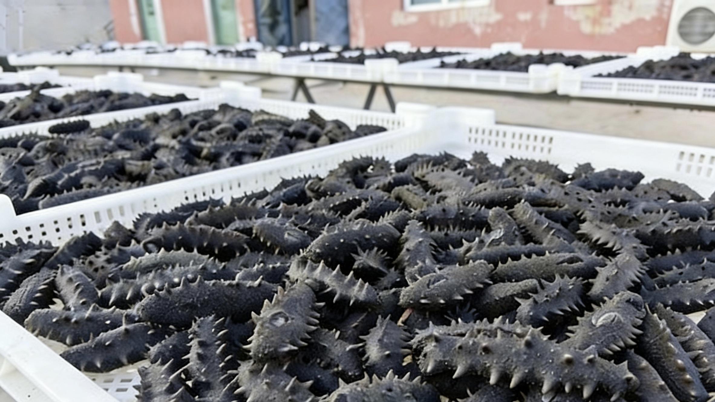 大连野生海参品质排行：这3种野生海参千万别入手！