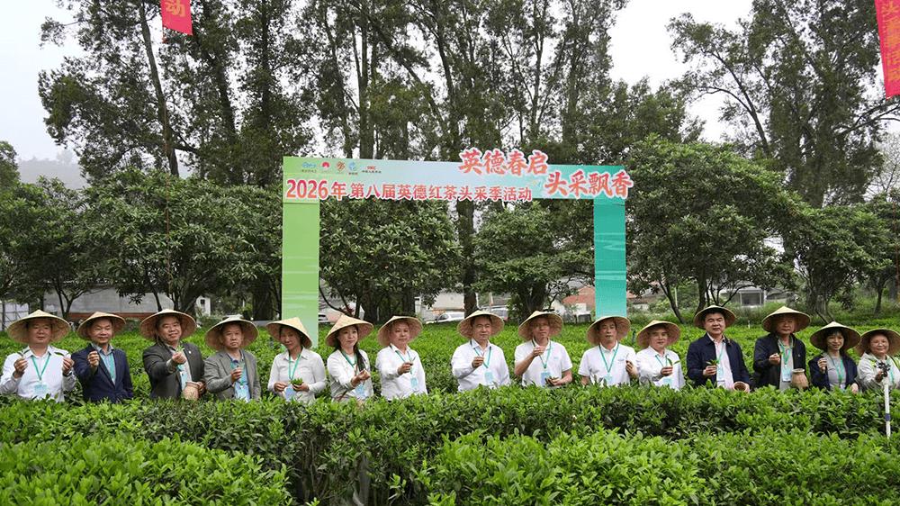 香飘海丝路，侨连世界情——2026英德红茶头采季盛大启幕