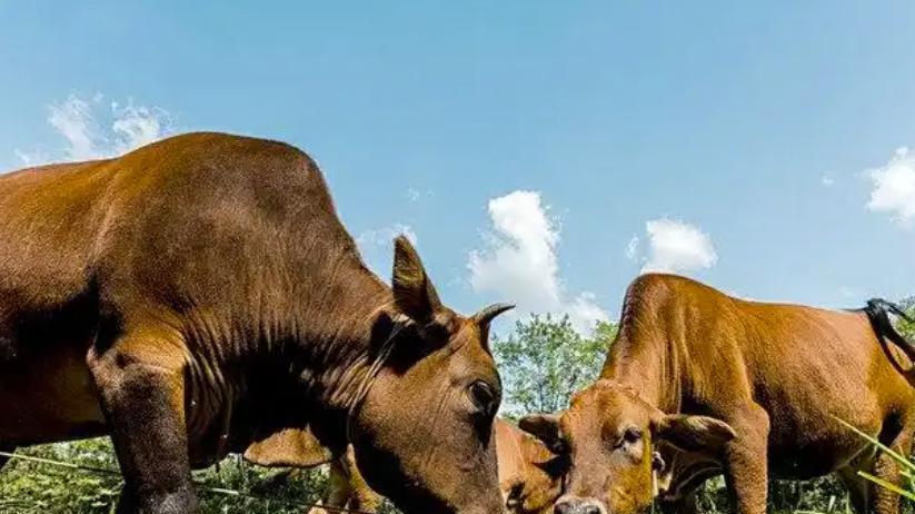 农村老人说2026年是“七龙治水，五人分饼，四牛耕田”，是迷信吗？