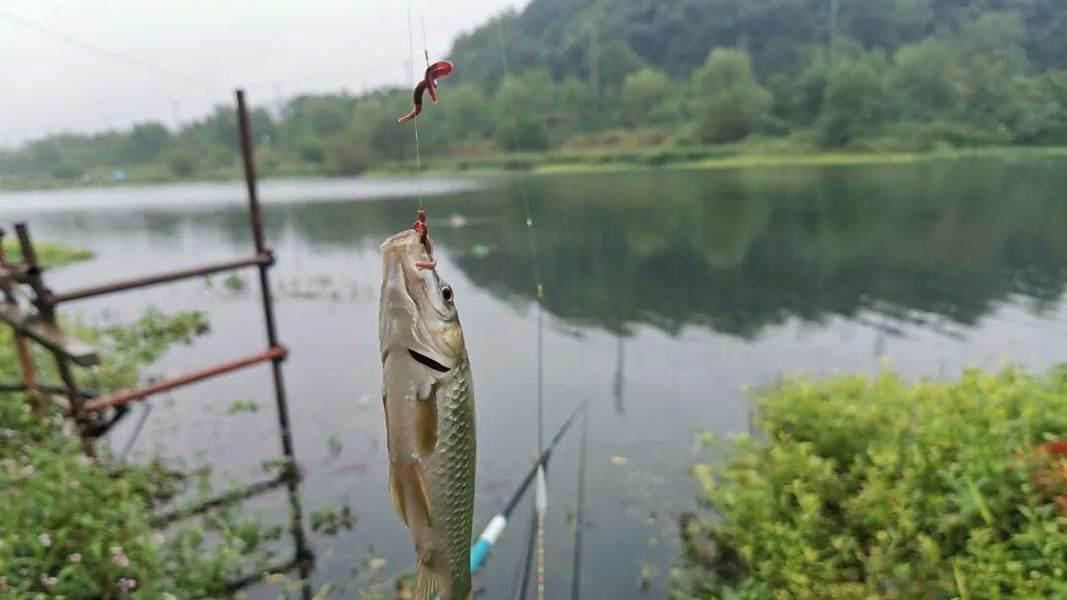 立春后还在用红虫？难怪你空军！真正通杀早春的是这“万能神饵”