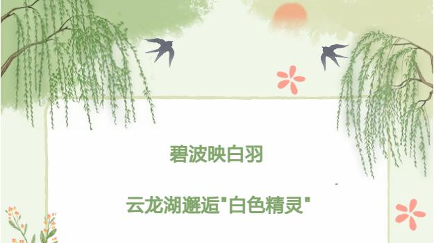 碧波映白羽！云龙湖邂逅"白色精灵"