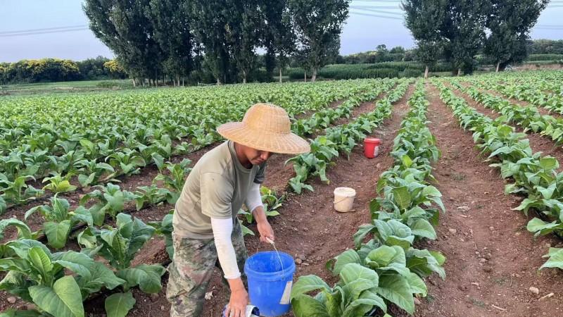 河南汝阳：育壮苗 盖杯罩 喝豆浆 绿色农技为烟叶品质“强基固本”