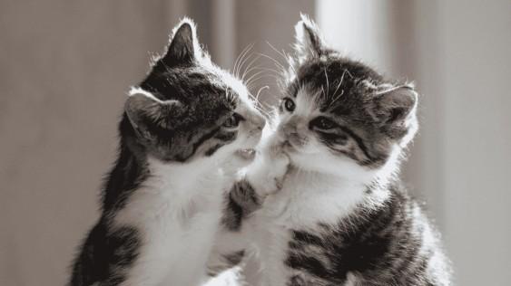 什么猫罐头比较好？希喂、伟嘉、希宝三款猫罐头对比，哪个最好？