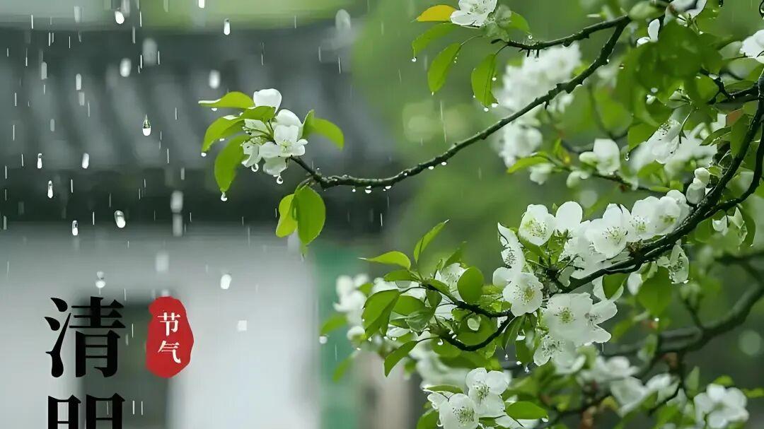 七律·清明雨里叹浮沉