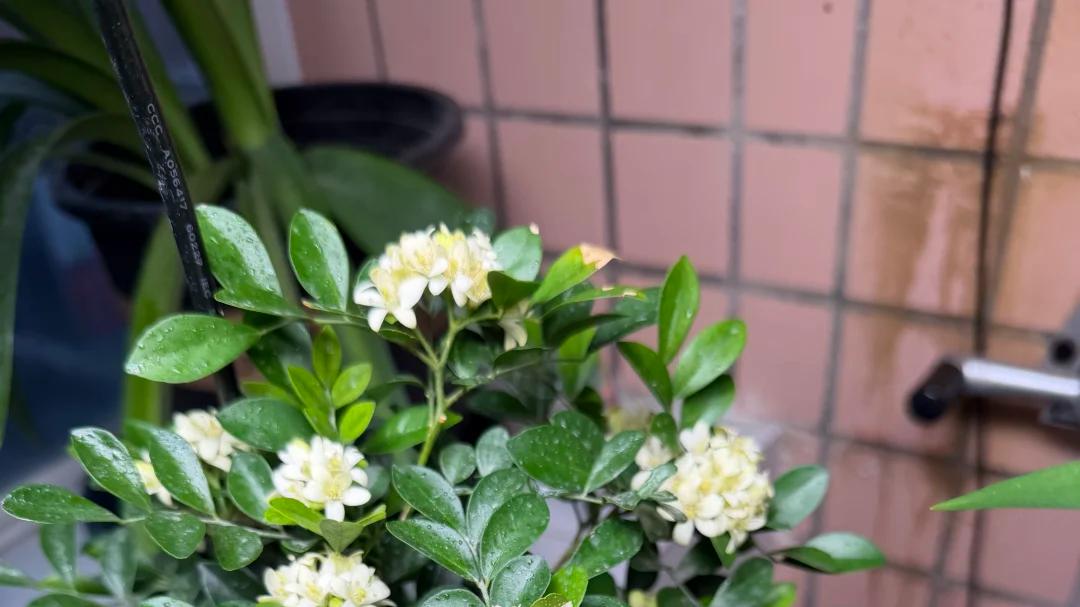 为啥你家的九里香老掉苞？就这1个细节没管好，怪可惜的！