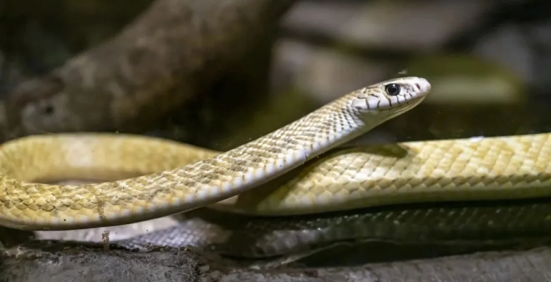 这种肉真的不能吃！很危险！（南方人尤其注意）