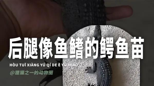 返祖鳄鱼？男子展示诡异鳄鱼苗，后腿竟变成鱼鳍了！网友：重返海鳄荣光？
