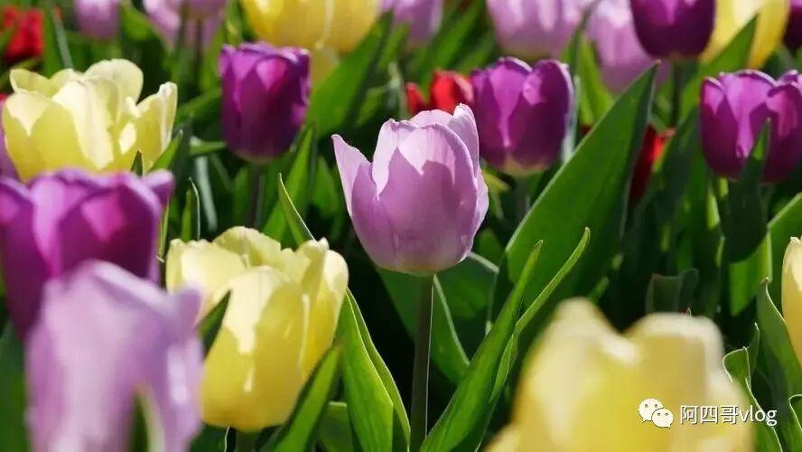 OpenClaw 多 Agent 完整设置与配置教程（2026 最新版）