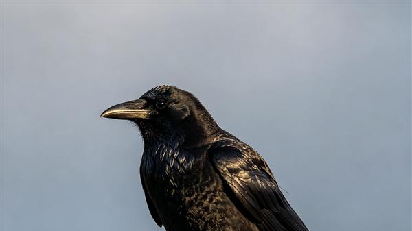 广州白颈乌鸦再现经典：课文《乌鸦喝水》场景真实上演