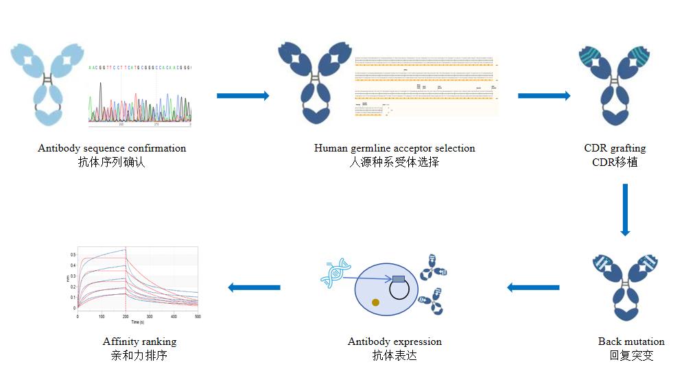 治疗性抗体人源化改造：技术演进、核心策略与应用价值
