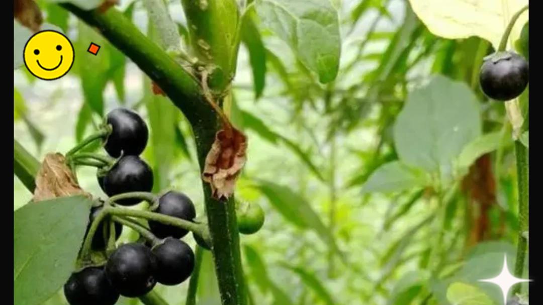 东北人“才知道名字”的6种美食，尤其是农村孩子，从小吃到大！