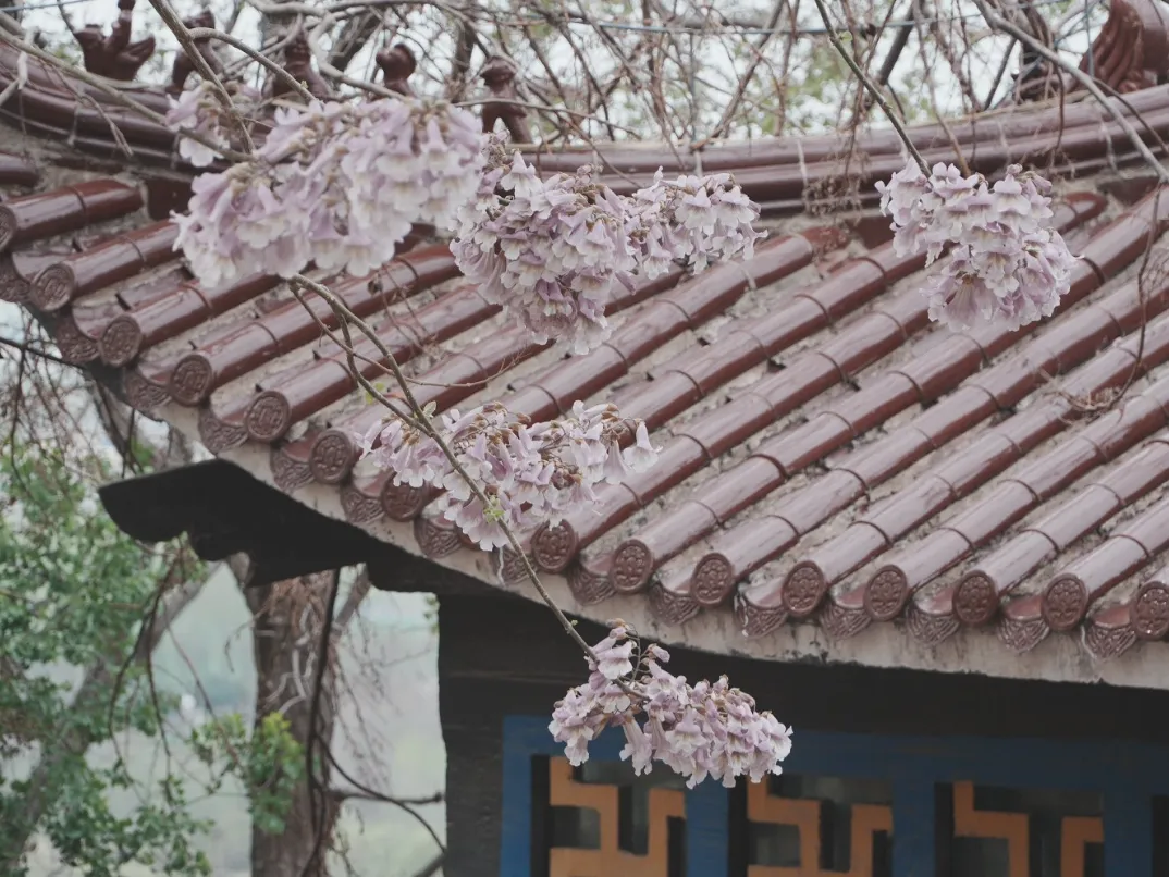 桐花，就是最美的暮春诗词