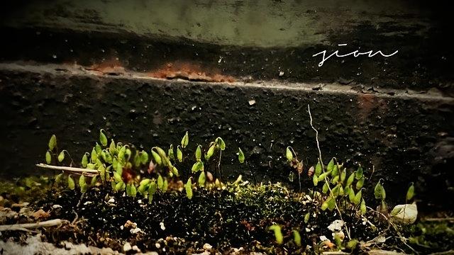 沐风而生逐光而行 生命长河奔涌不息 万物有灵共赴生生