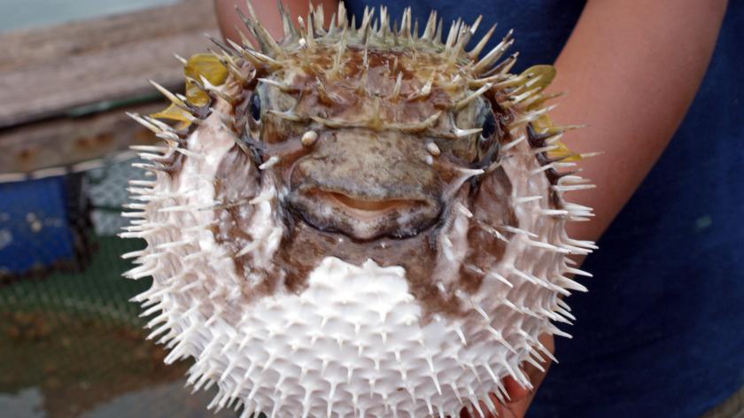 相传1000年的美味，却接连引发食物中毒，河豚还能吃吗？品尝河鲀鱼美味却食物中毒？别怕！确定这一点河