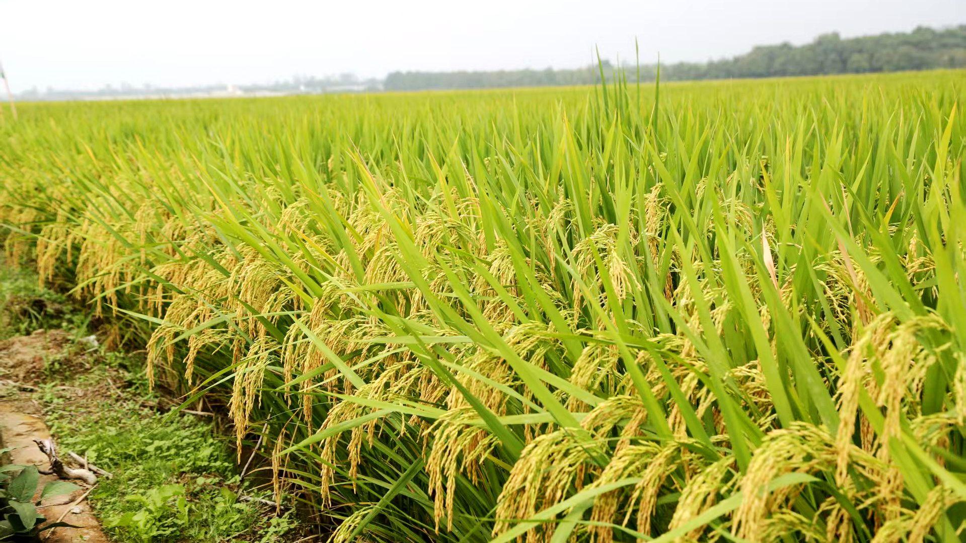 阳新：三大特色农产品基地获省级认证