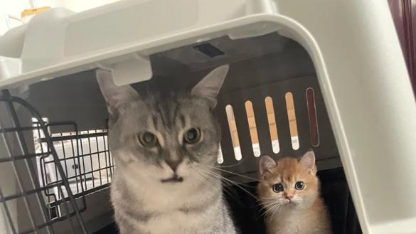 2026带宠跨省长途出行指南：全国跨省长途搬家平台物流人宠跟车如何找顺风车便宜靠谱？