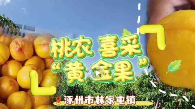黄桃甜蜜上市！@涿亲，采摘地点...