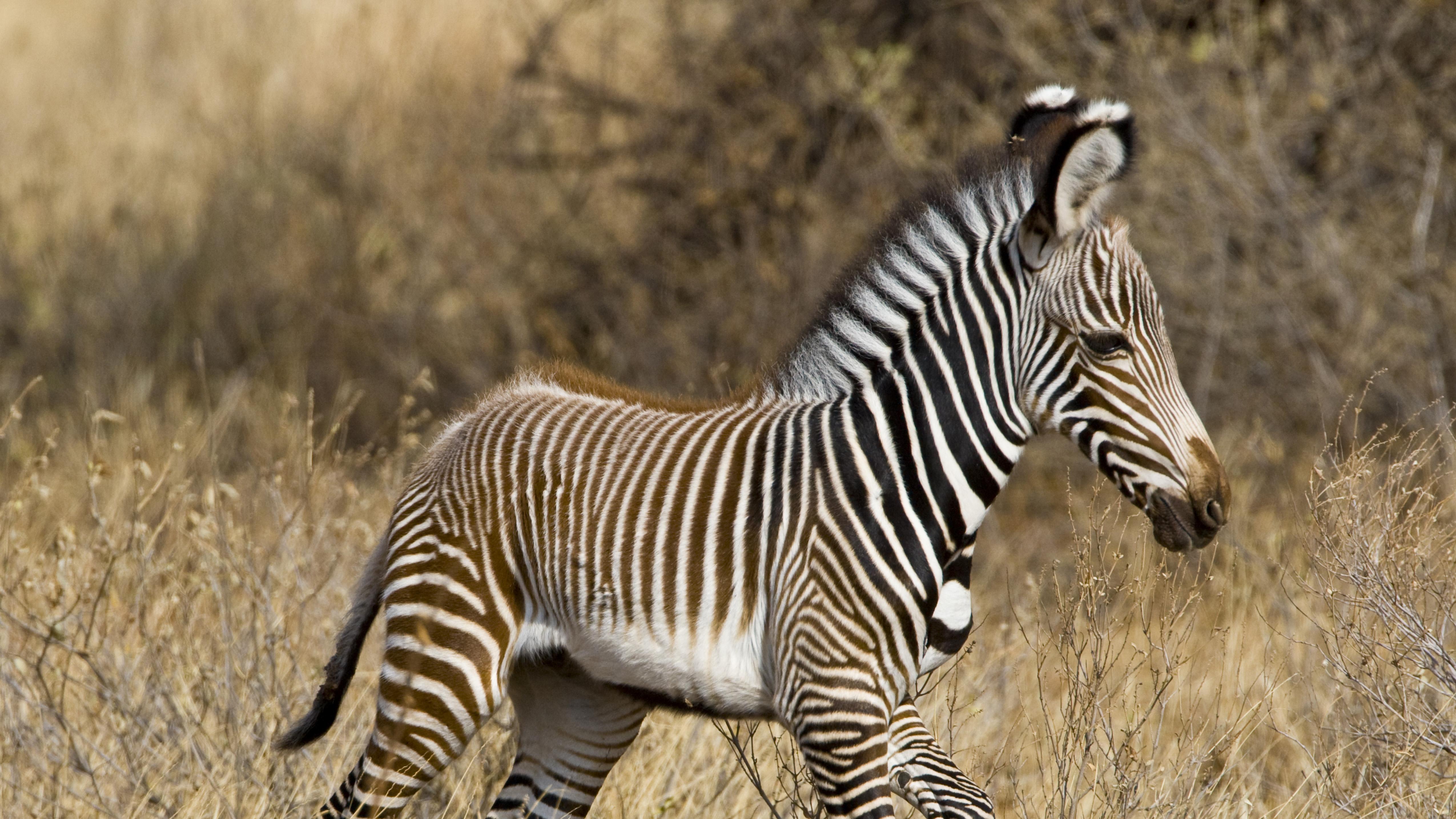 全球贸易拼图化正在成真，中国的机会在哪?