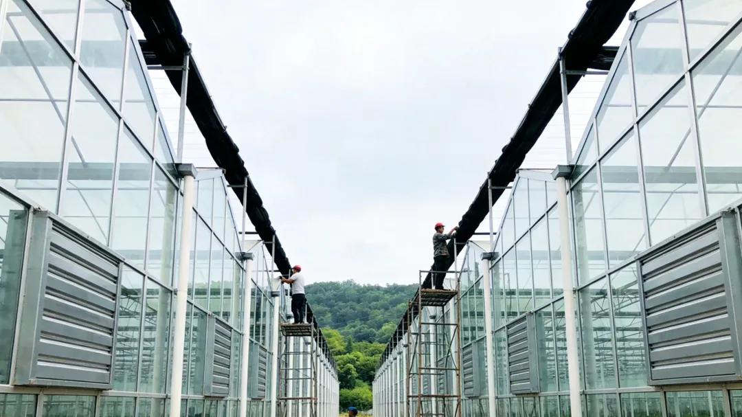 连栋玻璃温室顶部覆盖材料的技术辨析：为何夹胶玻璃并非首选！