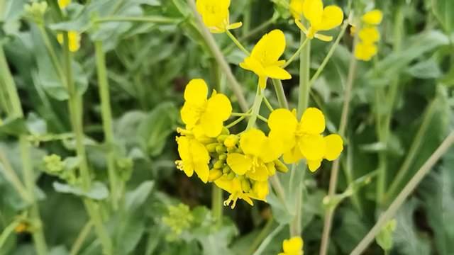 孩子越说话不算数，内心越痛苦！家长清醒读懂拖延背后动机才有解