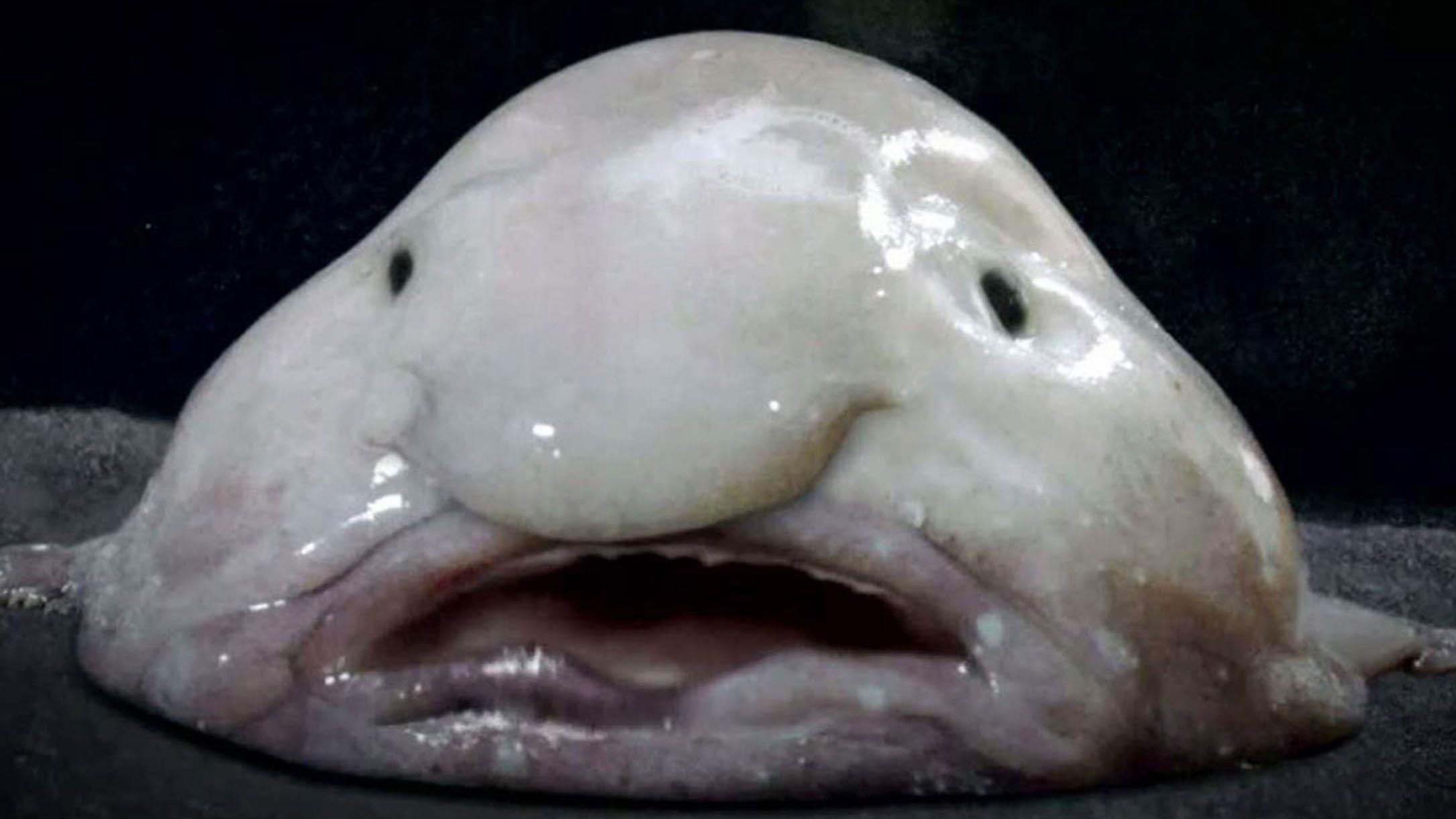深海生物大多面目狰狞，虽说谁也看不见，也没必要刻意变丑吧？