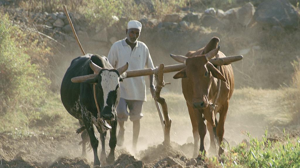 农村宅基地，确权登记情况，通过手机微信软件查询方法步骤