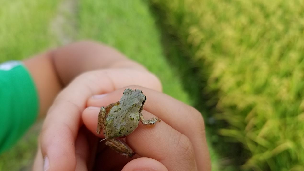 现在我看到青蛙就想起小时候对青蛙的好奇心