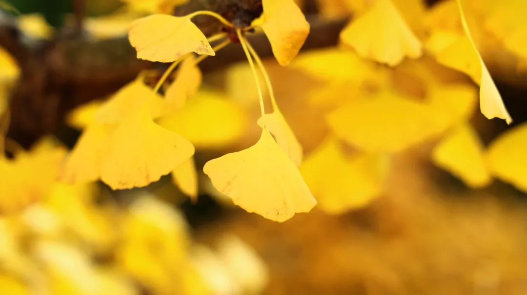 一个中成药，堪称血液的清道夫，血压降了、血脂降了，血管不堵了
