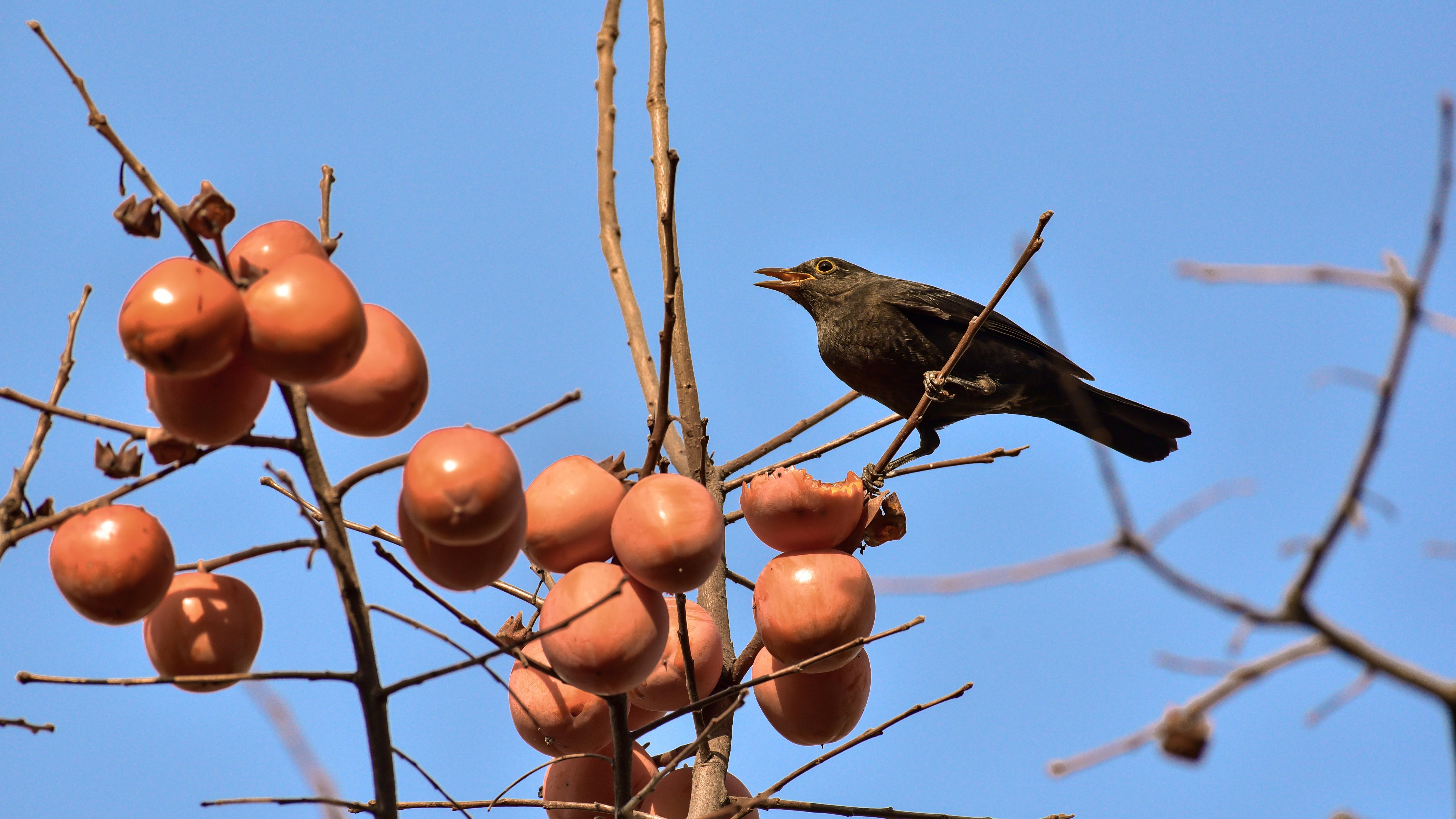 央企为什么不能再“炒钱”了？