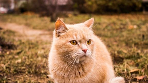 猫一次吃多少猫粮？换粮就拉稀猫粮怎么选？测评排名前五的猫粮