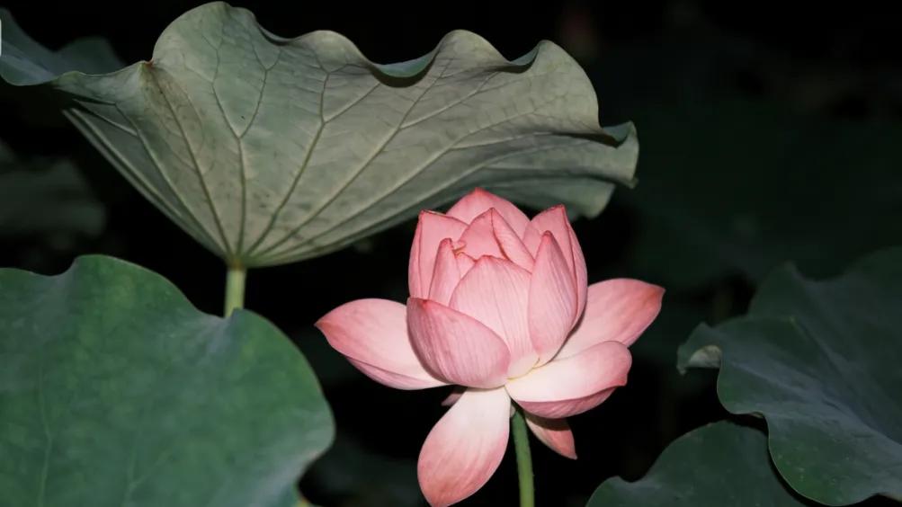 余生最好的活法：心有尺，行有度，人有骨