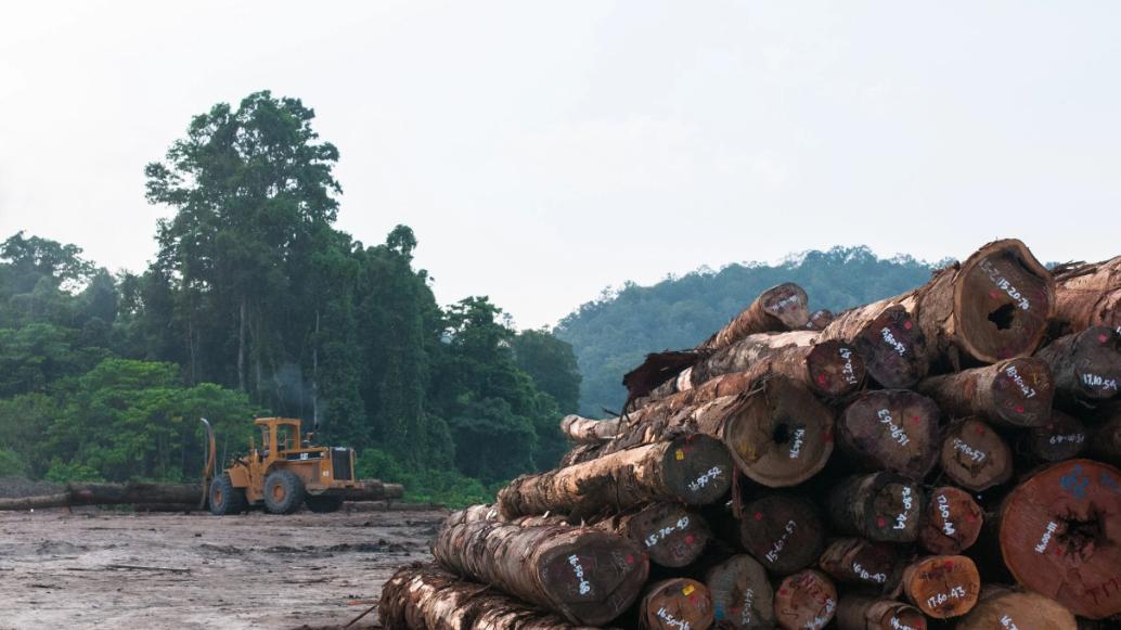 巴新：原木出口禁令将与加工设施建成投产同步实施