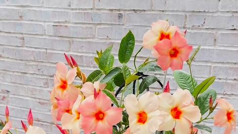 这花像把“日出彩霞”搬回家，从春开到冬，邻居看了都眼红！