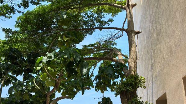 来柚柑湾，开启一场自然与度假美学融合的惬意之旅