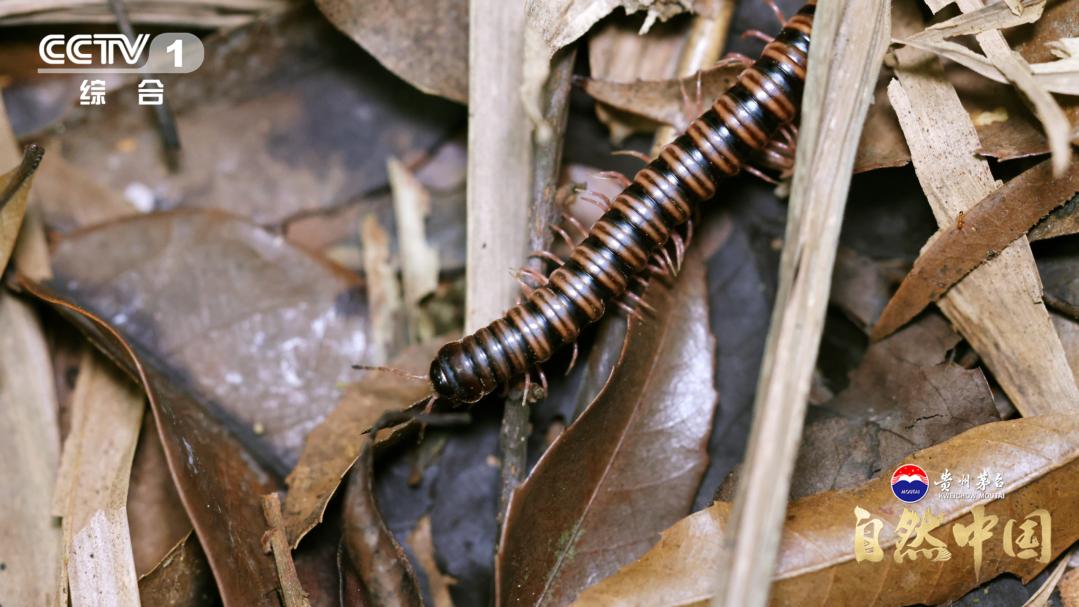 走进我国首个国家级自然保护区，解锁生物多样性保护的“中国样本”！