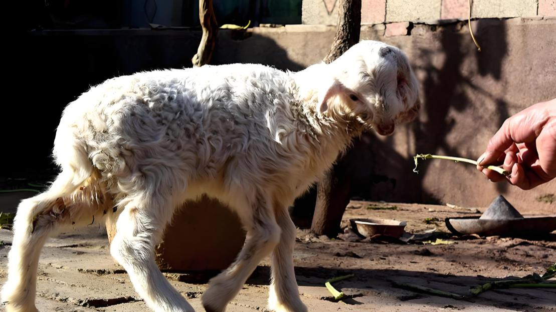 农户家羊生下8条腿小羊羔，没多久就发生意外，专家分析背后原因