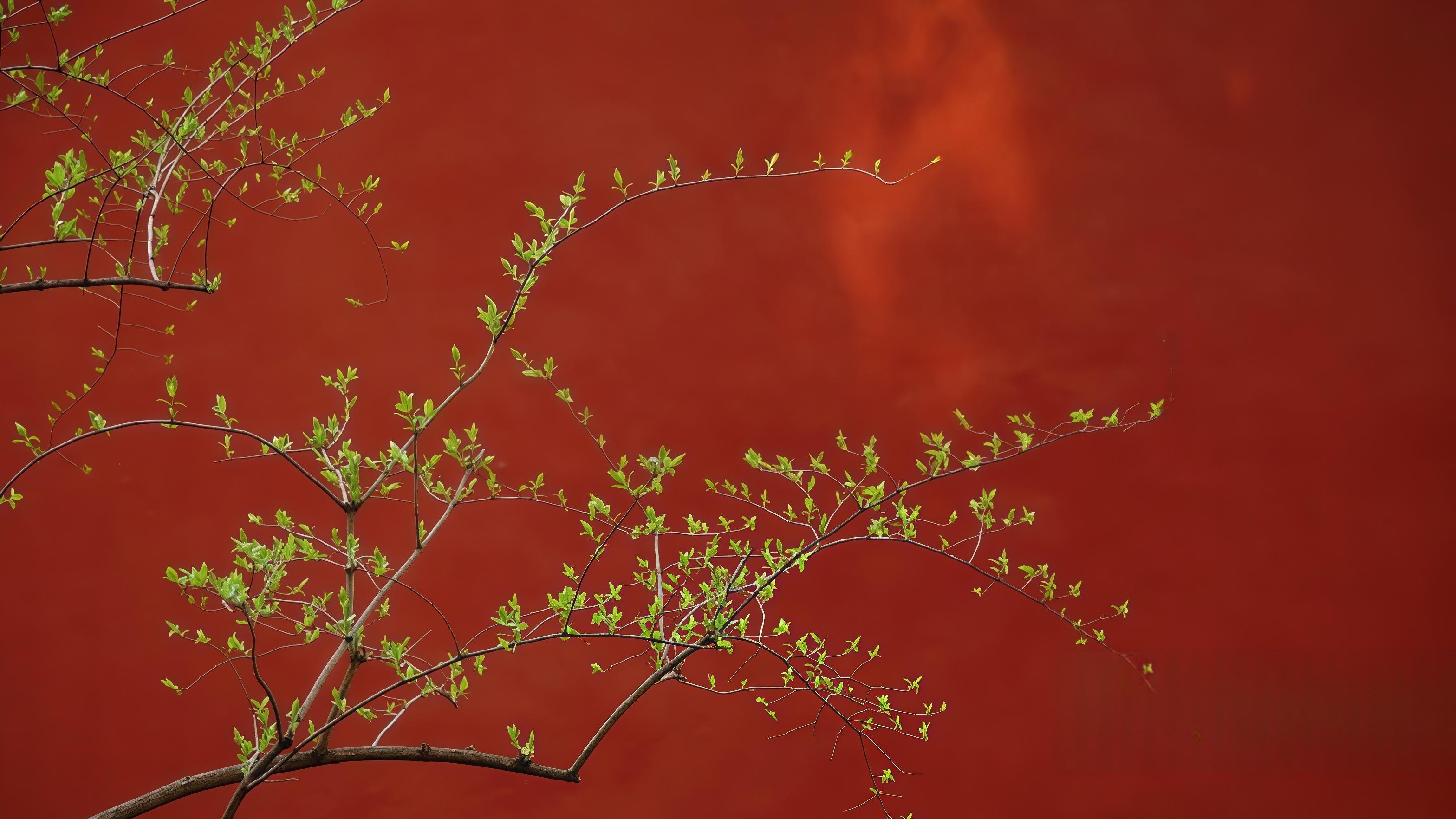 撕掉标签：进步派为何牵手MAGA