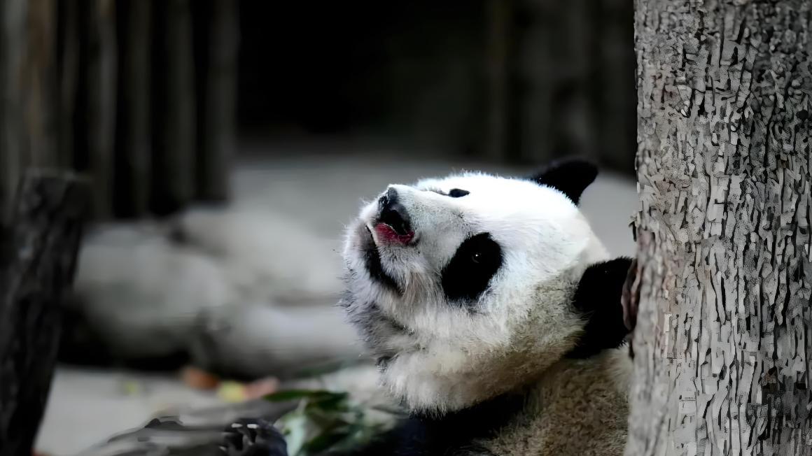 熊猫该不该“退休”养老？揭开老年大熊猫的生存真相，看完破防了