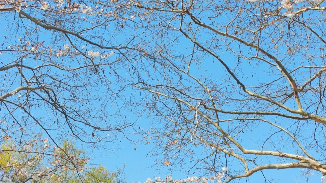 国内高校分享第78期：南京林业大学-不是清北复交，却靠“木材科学”被伯克利教授点名追问