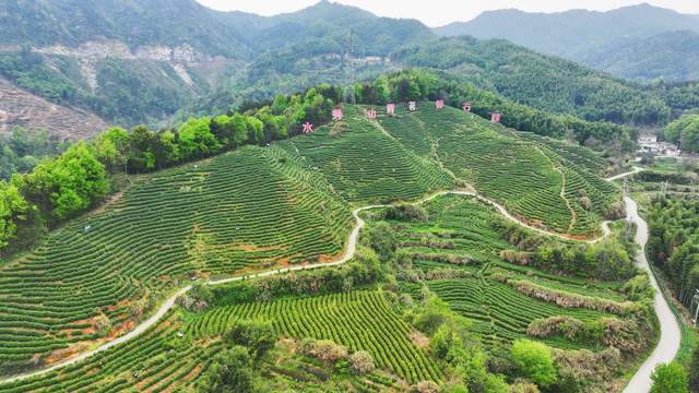 安徽太湖：茶香飘山岗 茶业富一方